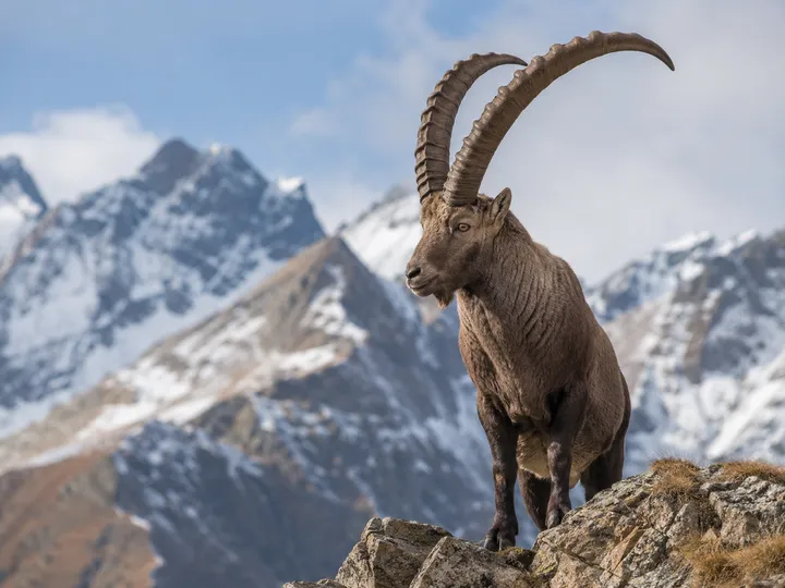 Alpine ibex