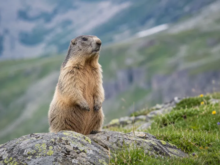 Alpine marmot