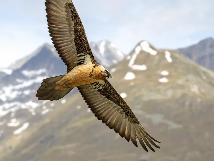 Bearded vulture