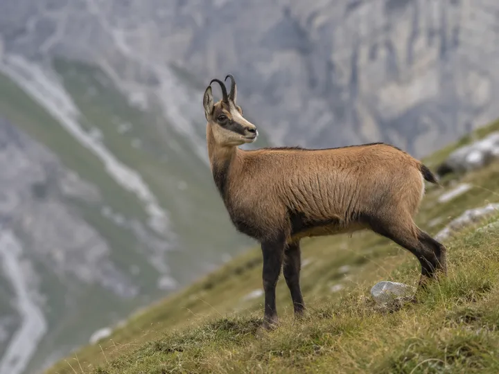 Chamois