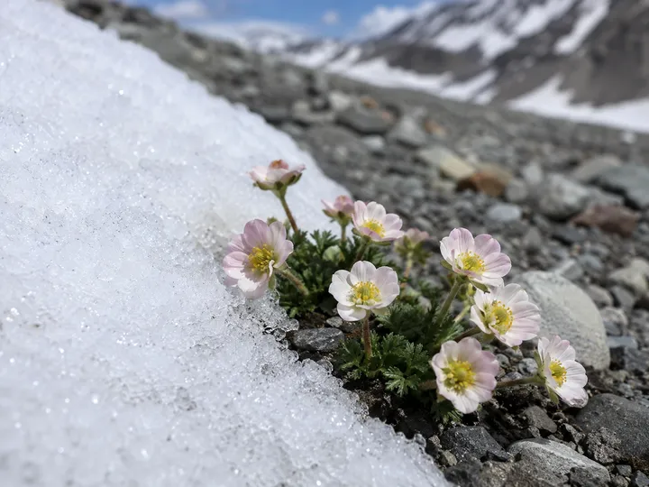 Glacier buttercup