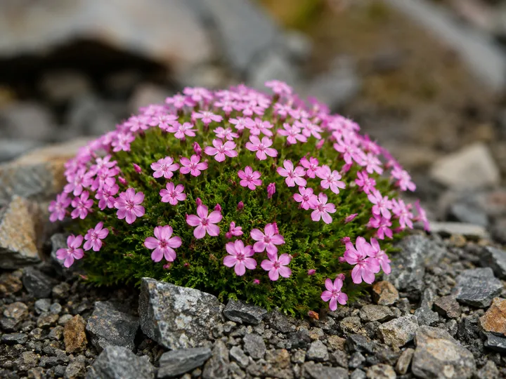 Moss campion